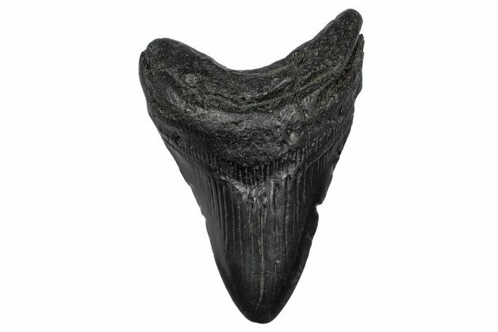 Fossil Megalodon Tooth - South Carolina #341474